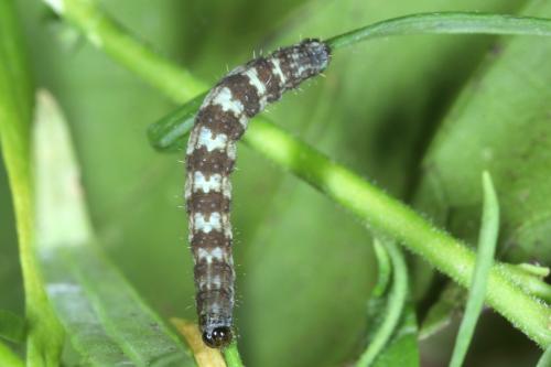 Réf. 293 781 : Eupithecia linariata